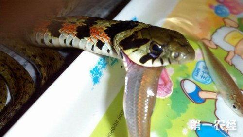 娱乐吃瓜酱蛇,揭秘娱乐圈背后的秘密与八卦